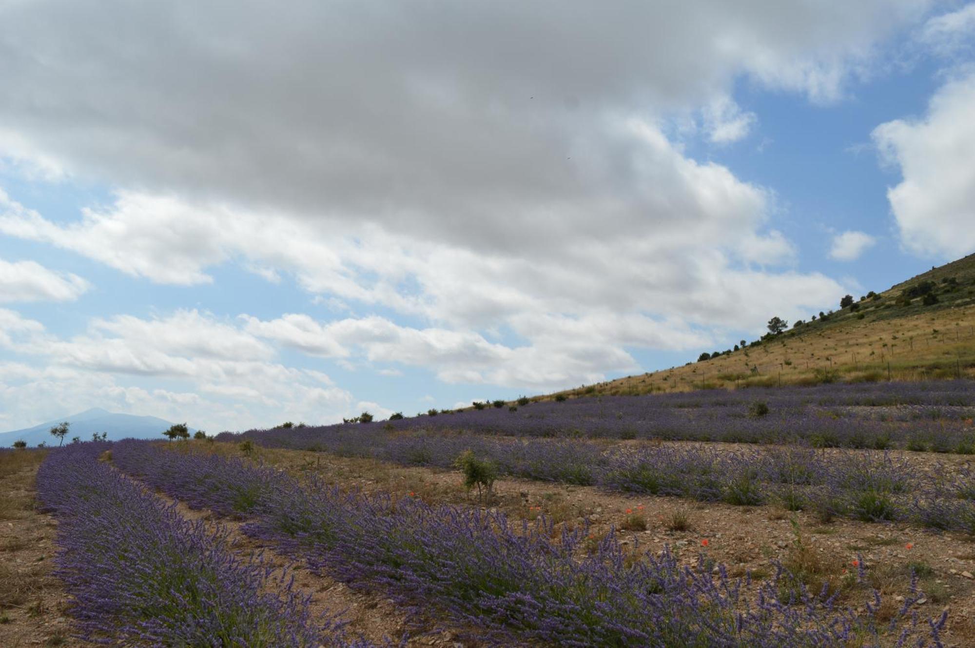 Las Abadias San Felices de los Gallegos Exteriér fotografie